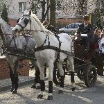 Szałwia