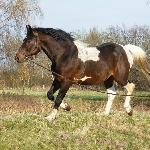 Hawin