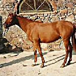 Ponar - Ponar-zdjęcie zrobione w 1996 r
