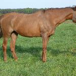 Limba