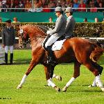 Lizitant - Parada Ogierów, Celle 2009<br />&copy; Oliwia Chmielewska