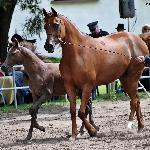 Cenoza - z og. Cerber, sierpień 2011<br />&copy; Anna Pyzara-Nakoniechnaia