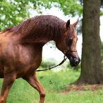 Cenoza - Cenoza 2014<br />&copy; Stuart Vesty