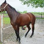Iryda