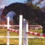 Nabuchodonosor<br /><i>muller-equine.cz/reprodukce-koni-1/historie-stanice/rok-1998/nabuchodonosor.html</i>