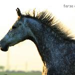 Portina - Portina