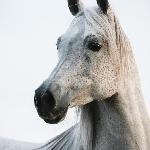 Alegoria<br />&copy; Stuart Vesty