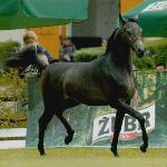 Pizarro - 2007<br />&copy; Lidia Pawłowska