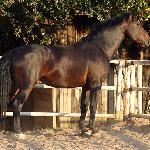 Marcepan<br />&copy; Amber<br /><i>Forum voltahorse</i>