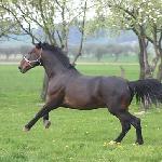 Marcepan<br />&copy; Amber<br /><i>Forum voltahorse</i>