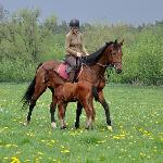 Cedra<br /><i>Cedra i Cypr</i>