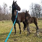 Atena<br />&copy; SK Narusa<br /><i>Narusa 2009 Atena i Agito</i>