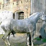 Santos<br />&copy; analop<br /><i>forum voltahorse.pl</i>