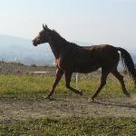 Egeria