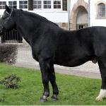 Hutor