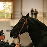 Pikolo - Polagra 2008<br />&copy; faraa