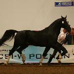Loco - Polagra 2008<br />&copy; faraa
