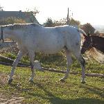 Śnieżka
