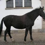 Lokana