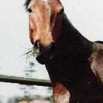 Demeter