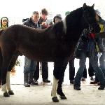 Powojnik - październik 2009<br />&copy; Katarzyna Wrześniak