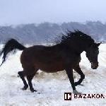 Belgaria
