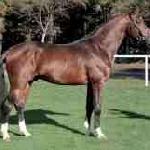 Comte