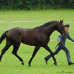 Samba de Janeiro ex. Kuanto W<br />&copy; Oliwia Chmielewska