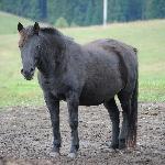 Goral Boróka - Boroka<br />&copy; Veronika Hudá