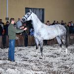 Hektor - Pokaz Ogierów Grabowiec 2012<br />&copy; kpzhk