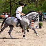 Hektor - I eliminacja Jeździeckiego Pucharu Gniezna 2012<br />&copy; Hania Krych