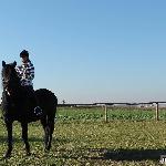 Cedr