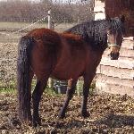 Fiona - Fiona<br />&copy; Iga Dachno