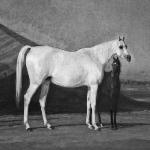 Sherifa or. ar. - Obraz Wilfrid Blunt