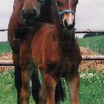 Waldessa - Waldessa i Welcome Ferdinand
