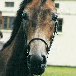Newa - Championat Koni Małopolskich w Białce 2001