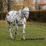 Leopard - SK Michałów