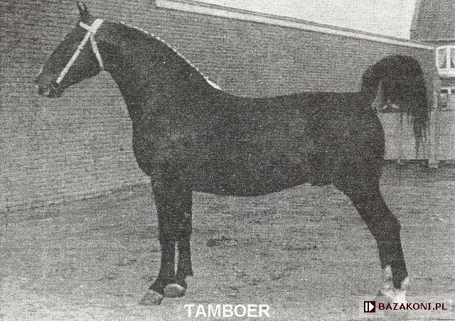 Tamboer