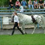 Wezyr / Wezyr II