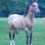 Gepard