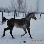 Bohan