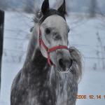 Bohan