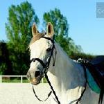 Bohan<br />&copy; Martucha