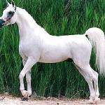 Al Adeed Al Shaqab