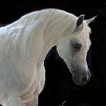 Al Adeed Al Shaqab - 2007<br />&copy; Nancy Pierce