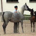 Pilarosa - Pilarosa z klaczką Pericola 2013<br />&copy; Anna Pyzara-Nakoniechnaia
