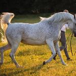 Pilarosa