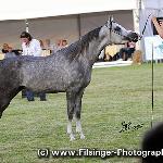 El Dino - El Dino 2011<br />&copy; Irina Filsinger