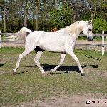 Cavelia