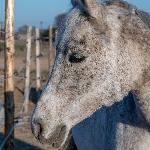 Wirena - portret<br />&copy; ja